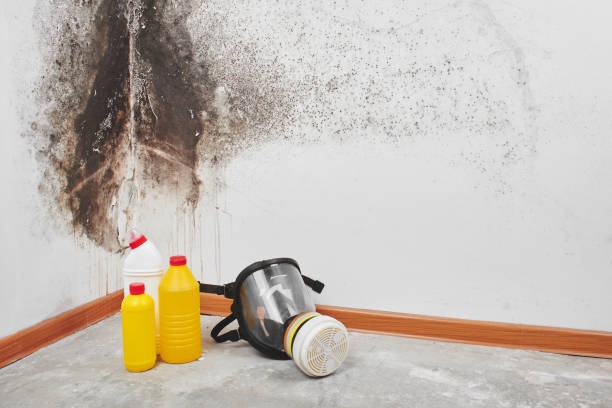 Best Industrial Mold Remediation in Cherryvale, KS