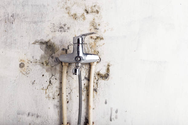 Trusted Cherryvale, KS Mold Remediation Experts