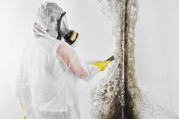Best Commercial Mold Remediation in Cherryvale, KS